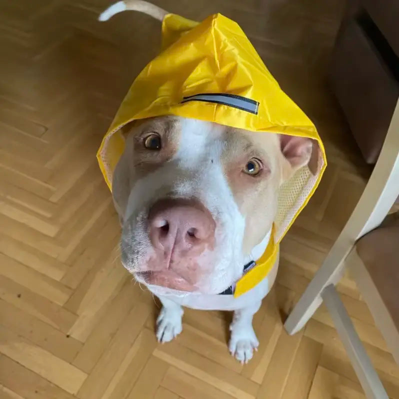 Manteau imperméable réflechissant pour chien
