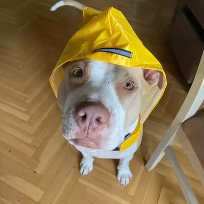 Manteau imperméable réflechissant pour chien