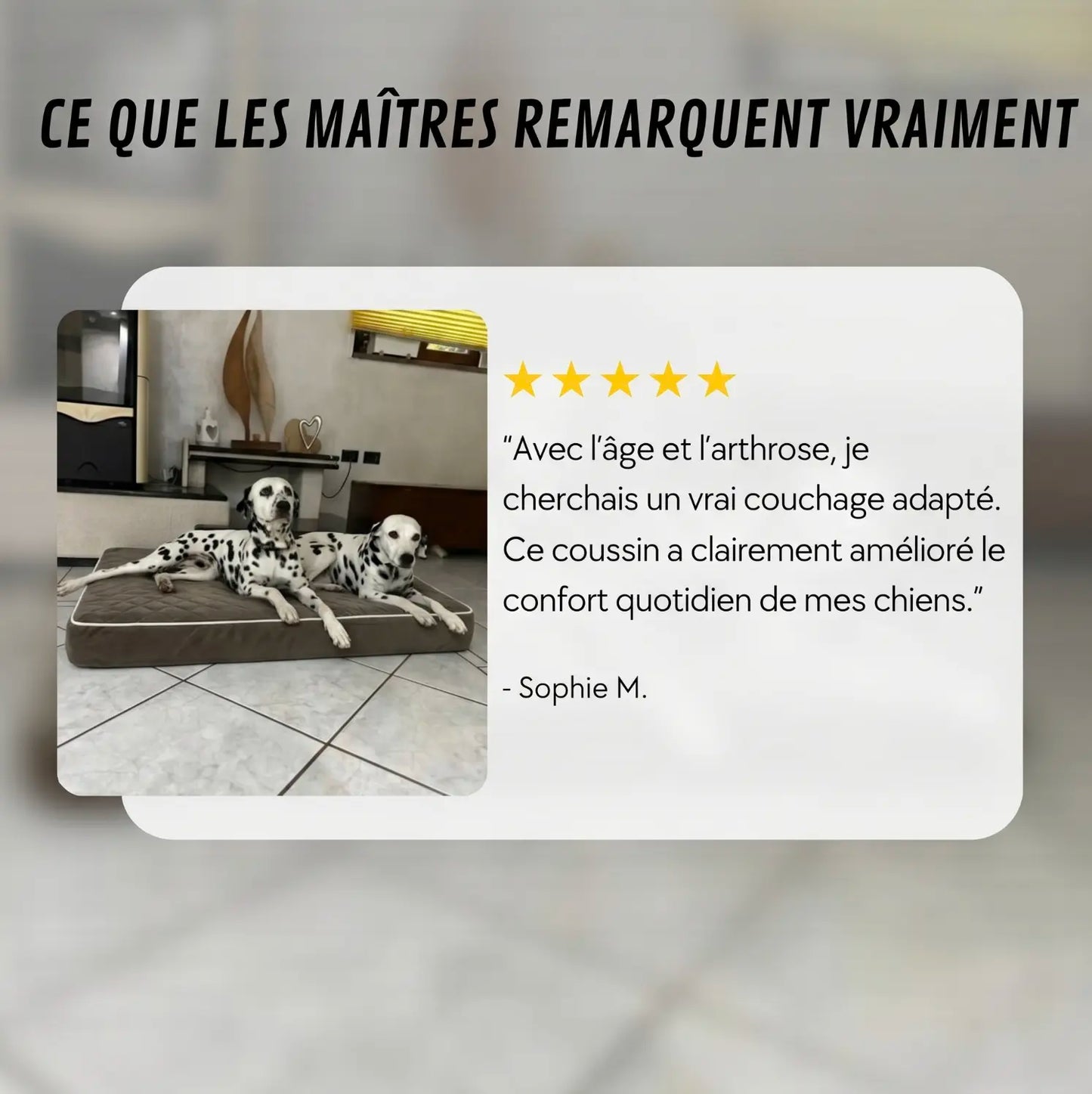 Lit orthopédique pour chiens Puppico